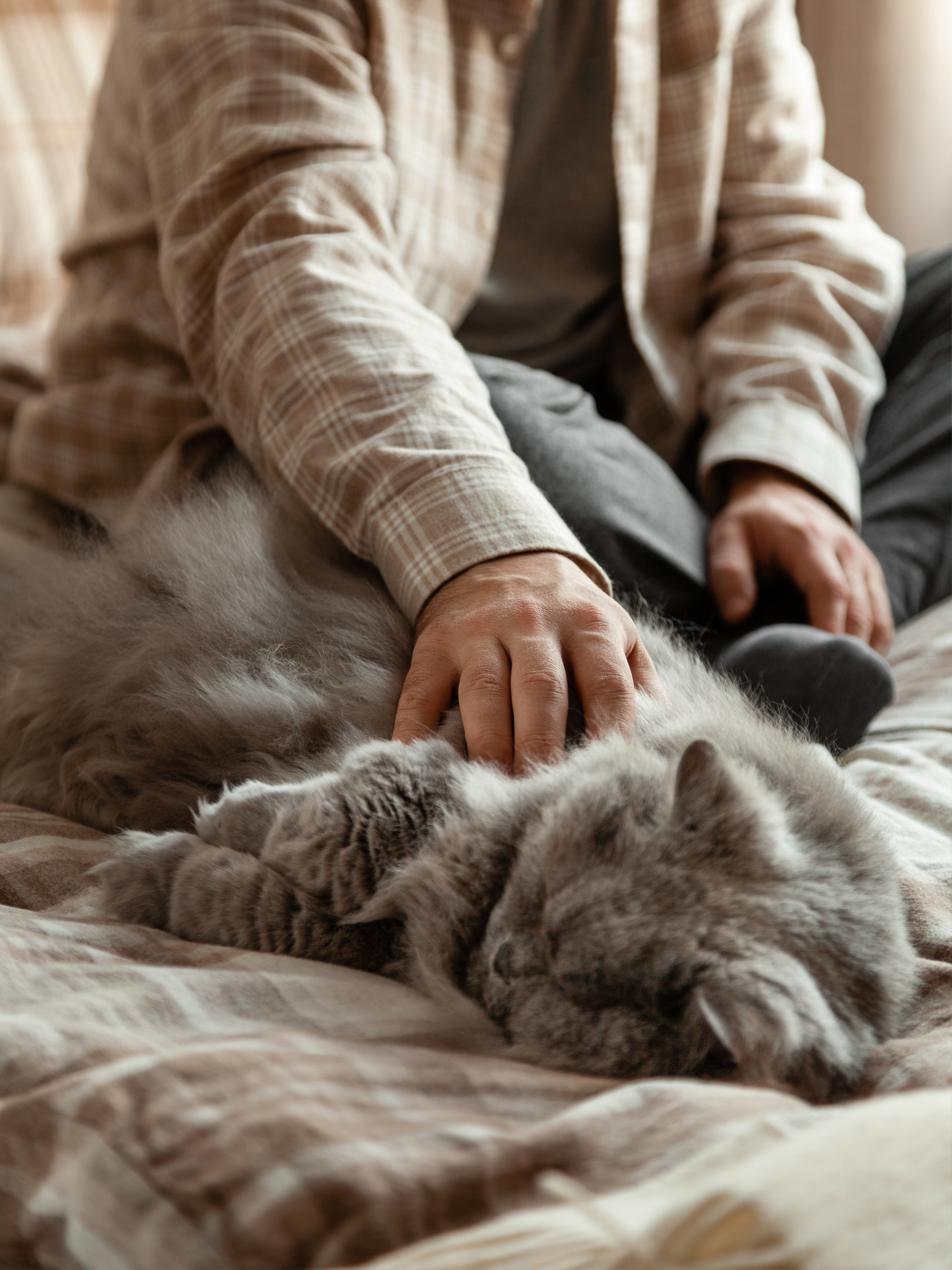 Benefits of A Soothing Companion for Pets Home Alone
